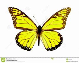 Image result for Butterfly Illustration