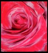 Image result for Flower Rose Colouring Pages