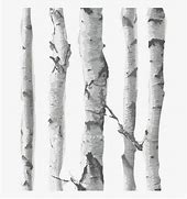 Image result for Birch Tree Branch Clip Art