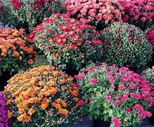 Image result for Fall Mums Screensavers