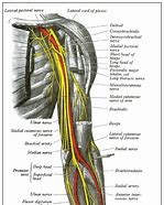 Image result for Radial Nerve Anatomy Triangular Space