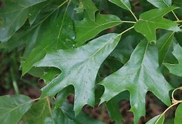 Image result for American Red Oak Tree