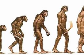 Image result for Images of Homo Habilis