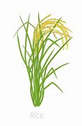 Image result for Rice Plant Clip Art