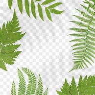 Image result for Fern Leaf Transparent