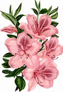 Image result for Transparent Drawing Brown Flowers