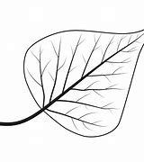 Image result for Birch Leaf Silhouette