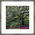 Image result for Angel Oak Tree Clip Art