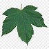 Image result for Leaf Pictures Clip Art