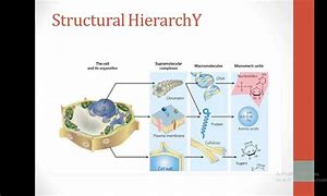 Image result for Hierarchy of Molecular Work