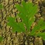 Image result for white oak tree planting