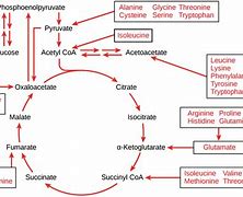 Image result for Amino Acids Cellular Respiration