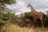 Image result for What Are Safari Animals