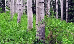 Image result for Tree Aspen with Peely Bark