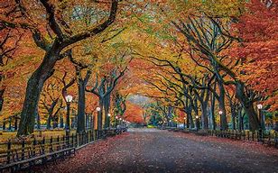 Image result for New York Fall Leaves Coloring