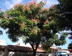 Image result for Golden Chain Tree