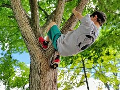 Image result for Boy Climbing Tree Clip Art