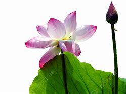 Image result for Lotus Flowers Falling