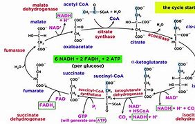 Image result for Amino Acids Cellular Respiration