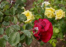 Image result for Spring Season Flowers Red Rose