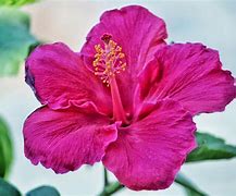 Image result for pink hibiscus flower