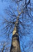 Image result for Northern Red Oak as Street Tree