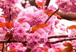 Image result for Whole Cherry Blossom Tree