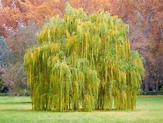 Image result for Salix Babylonica HD Images