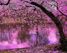 Image result for Japanese Cherry Blossom Wallpaper Texture