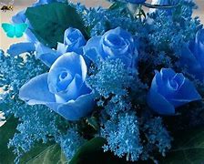 Image result for Coral Color Roses