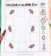 Image result for Apple Tree Life Cycle Worksheet for Kids