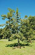 Image result for Pecan Bonsai Tree