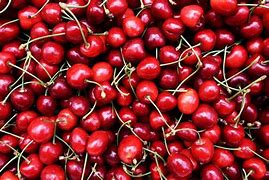 Image result for Wild Black Cherry Tree Prunus Serotina