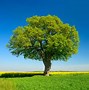 Image result for Maple Tree White Background