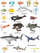 Image result for Ocean Animals Groups