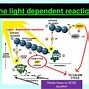 Image result for Light-Dependent Steps