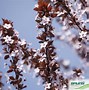 Image result for Prunus Cerasifera