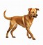 Image result for Orange Dog Clip Art