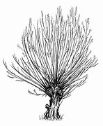 Image result for Shrub Willow Illustration