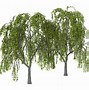 Image result for Black and White Graphic Art of Willow Tree Silhouette