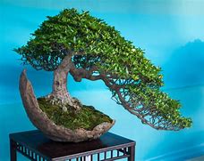 Image result for Bosai Tree 101