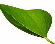 Image result for Green Leaf High Resolution