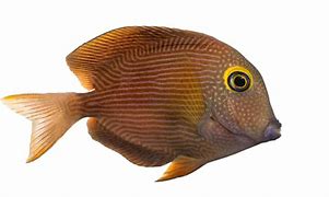 Image result for Blue Tang Fish Clip Art