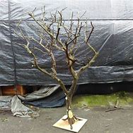 Image result for Dry Tree Branches Decoration