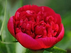 Image result for Peony Drawing Tattoo Design Flower Outline