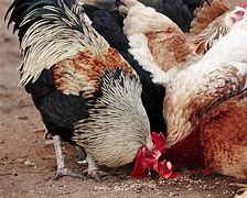 Image result for Animal Husbandry Feeding