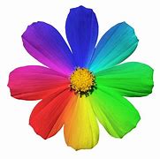 Image result for Bright Colored Flowers