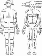 Image result for Human Body Outline Anatomical Position