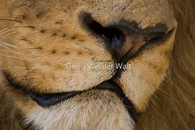 Image result for Lion Nose Ring