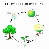 Image result for Apple Tree Life Cycle Worksheet for Kids